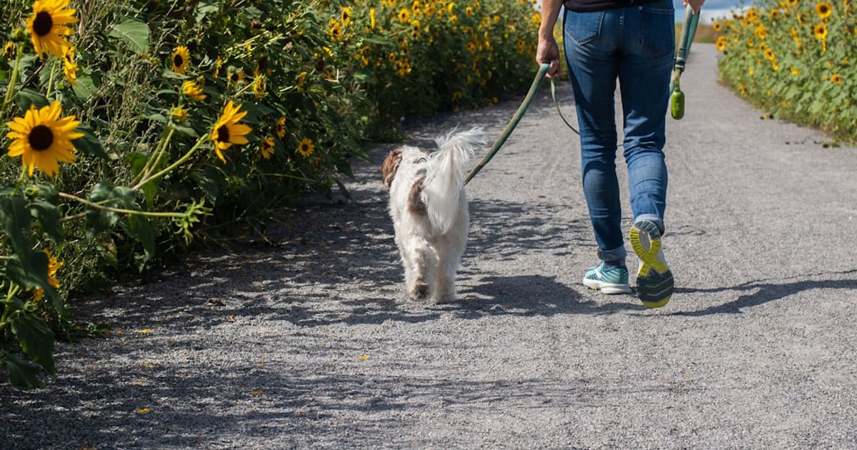 Dog Owner Starter Pack (2026): 8 Things That Make Daily Care Easier