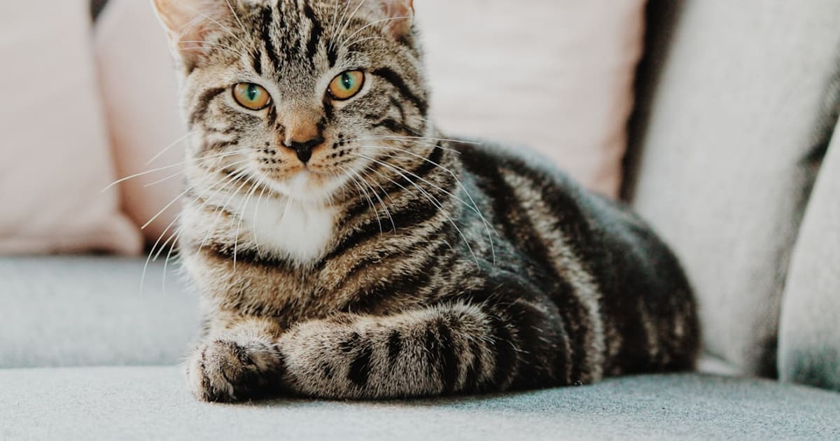 First Cat Starter Pack (2026) — The 8 Things to Have Before Pickup Day