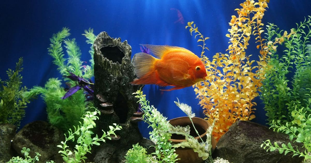 How Much Does It Cost to Start Fishkeeping (2026): About $193 Before Fish