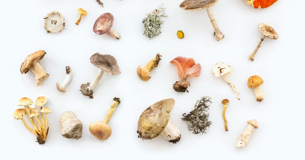 How Much Does It Cost to Start Mushroom Growing (2026): About $16 for One Kit