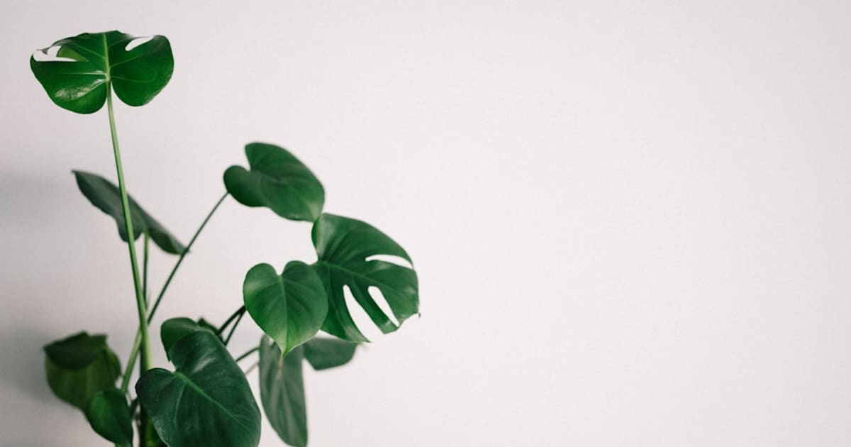 Plant Parent Starter Pack (2026): 7 Things for Your First Repotting Day