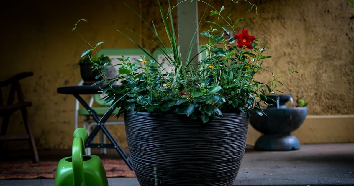What Do I Need to Start Container Gardening (2026): One Kit, Five Parts, About $35