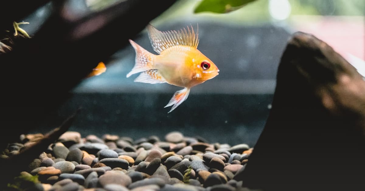 What Do I Need to Start Fishkeeping (2026): One Kit, Four Parts, About $120