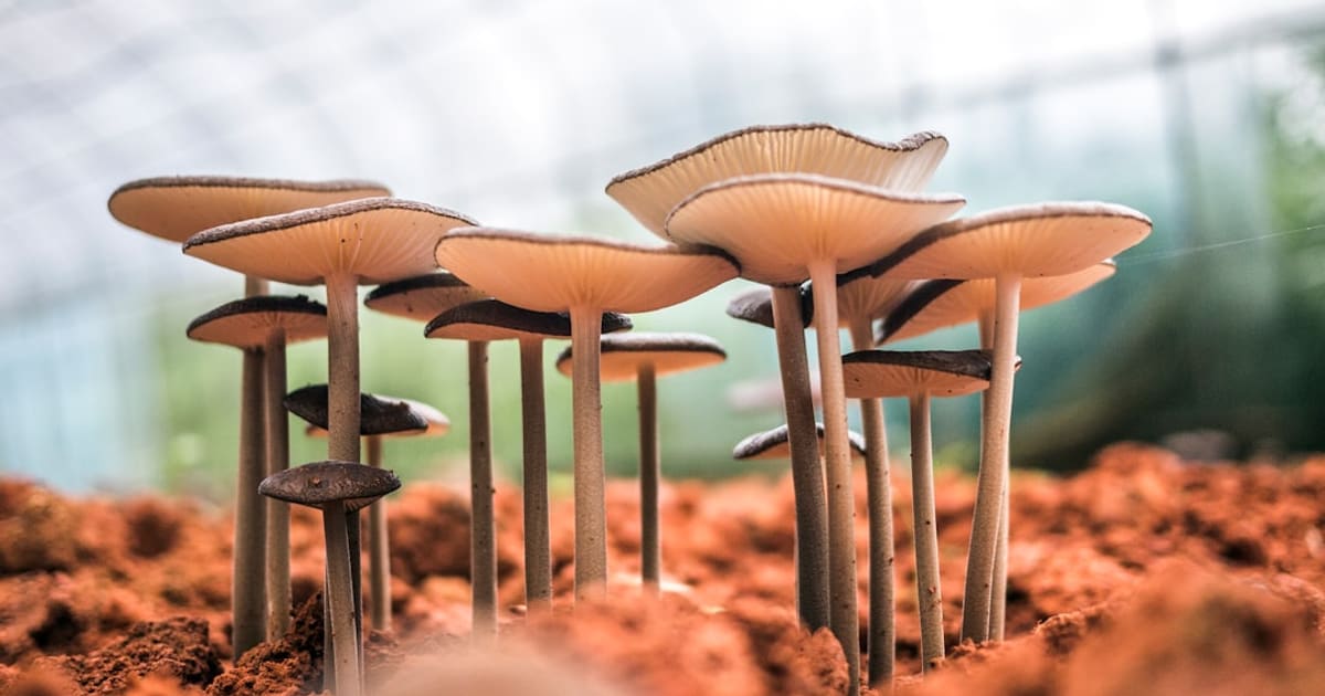 What Do I Need to Start Mushroom Growing (2026): One Kit, Four Parts, About $14
